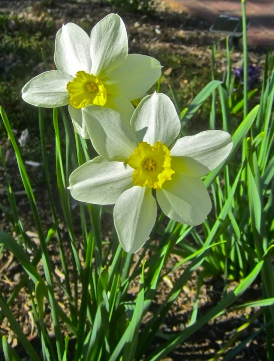 My Victorian Garden in Spring Heirloom Daffodils and Other Bulbs