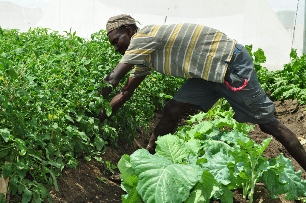 THE POTENTIAL AND CHALLENGES OF CROP AGRICULTURE IN TURKANA COUNTY, KENYA. A case study of