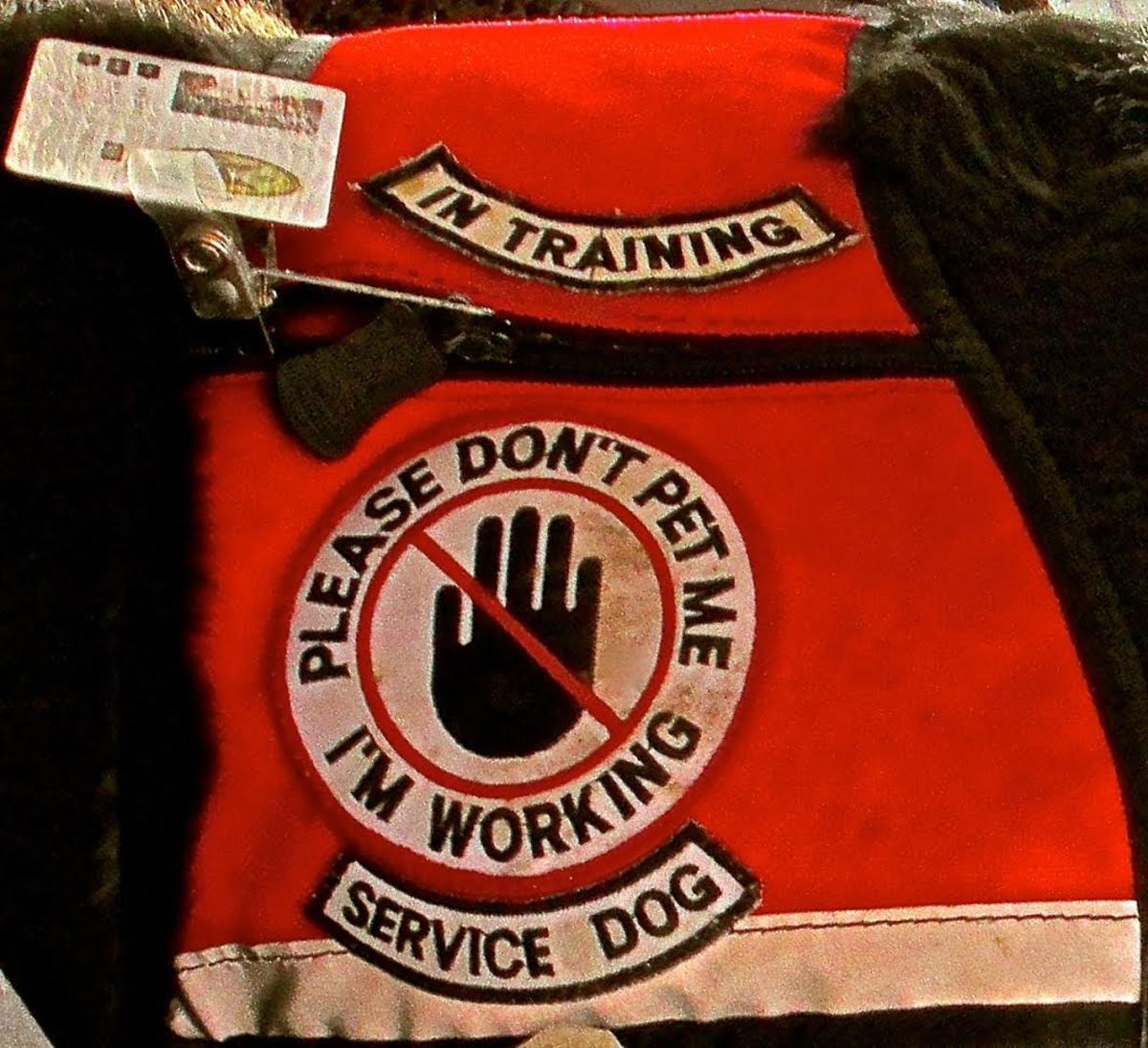 Please Do Not Pet Service Dogs On Duty HubPages