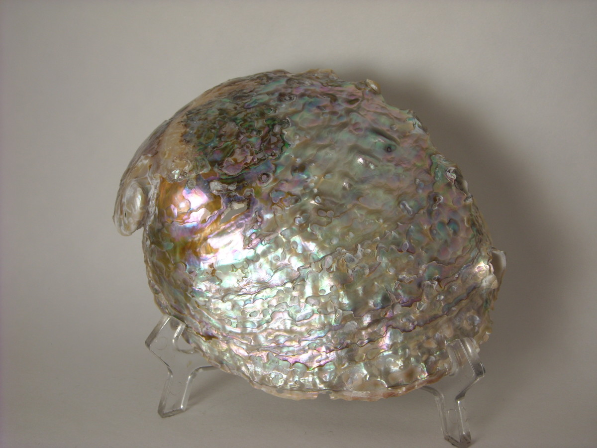 Abalone Shell Cleaning HubPages