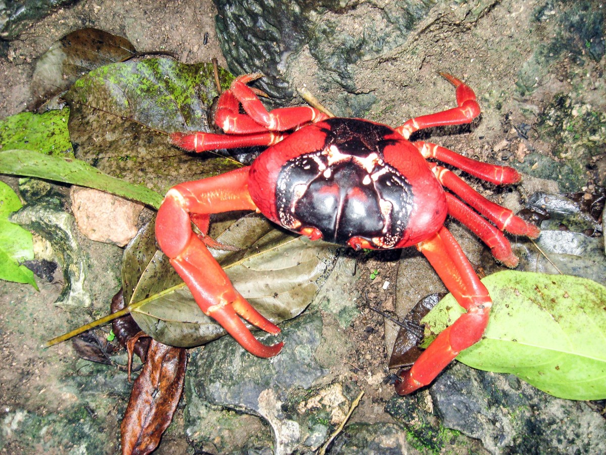 Different Types of Crab (with Pictures) Owlcation