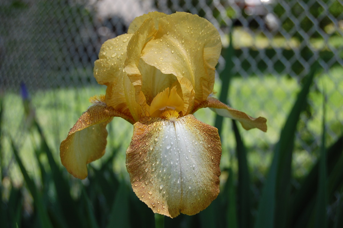 How to Grow Bearded Iris Dengarden