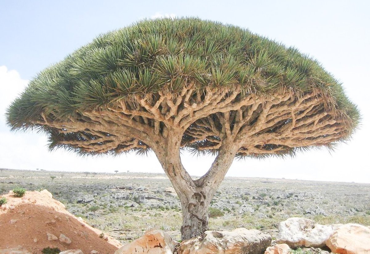 The Strange Dragon Blood Tree of Socotra Island Owlcation