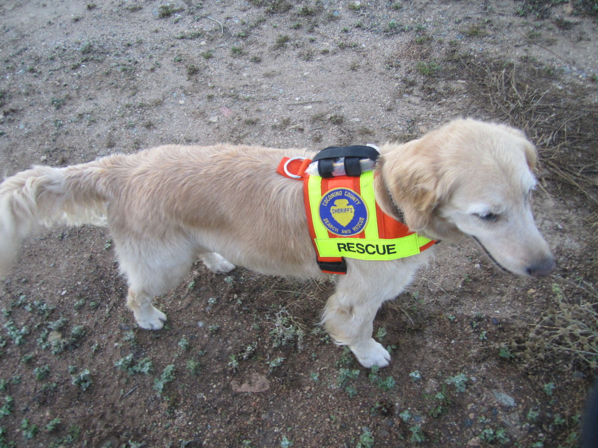 Working with a Search & Rescue Dog and K9 Handler on SAR Missions