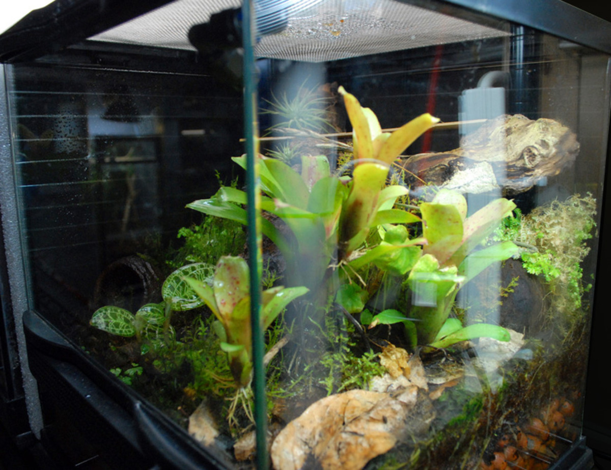 Building a Salamander Vivarium or Terrarium PetHelpful