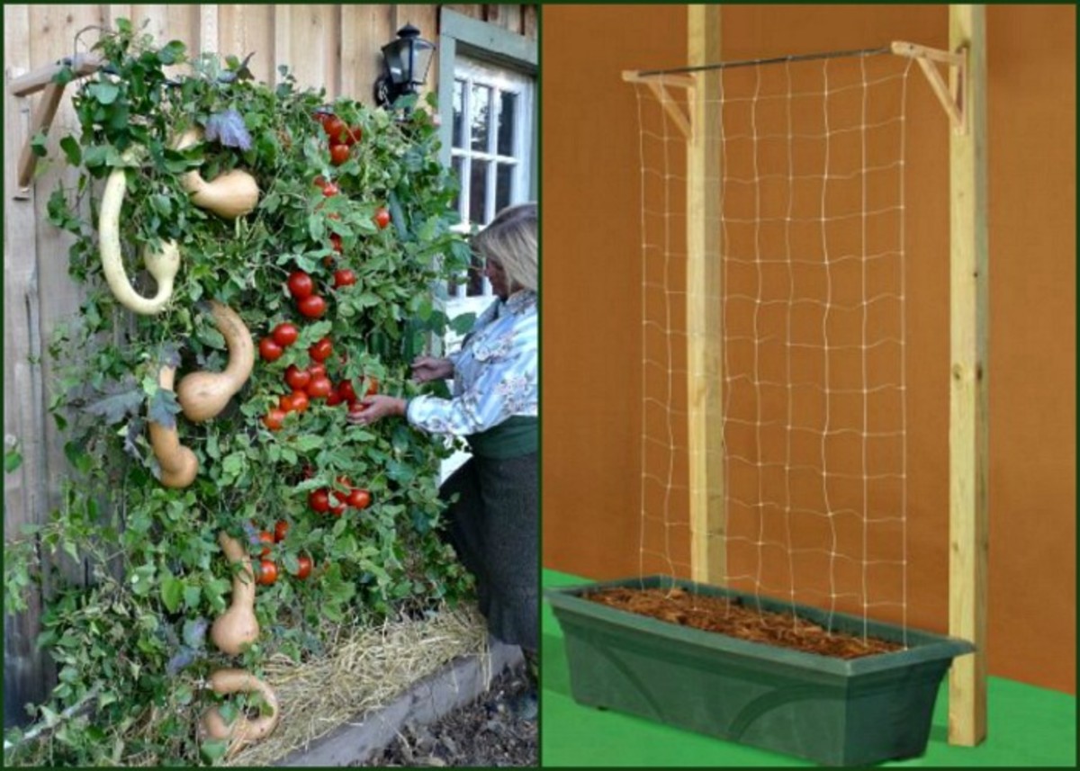 Container Tomato Gardening Dengarden