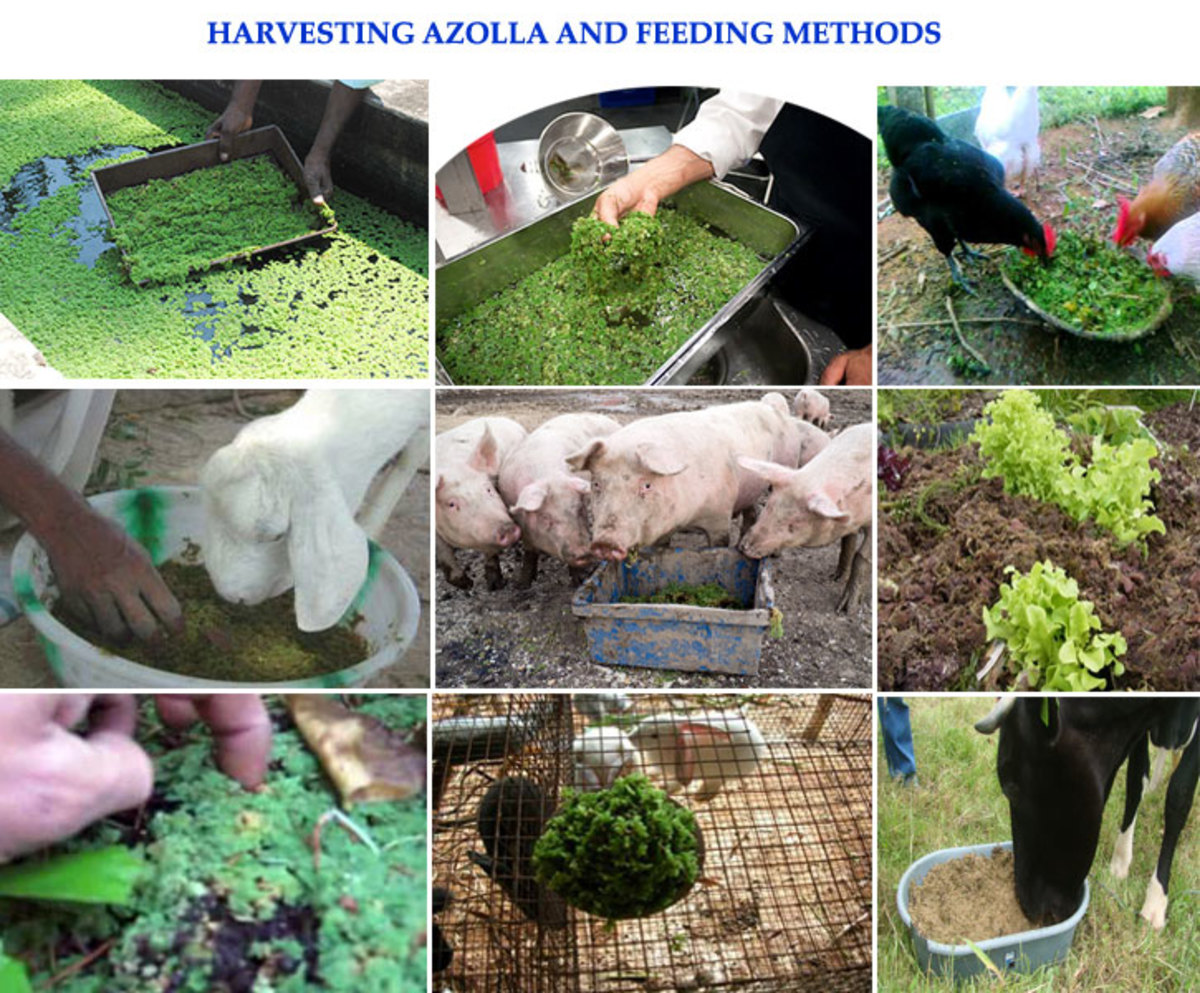 Azolla Farming step by step and Health Benefits HubPages