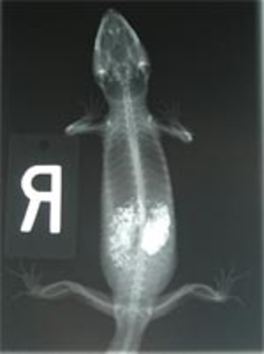 What is Reptile Impaction HubPages