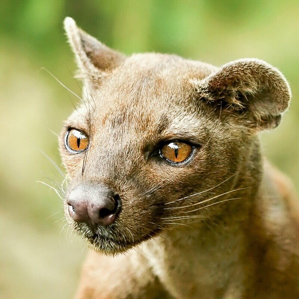 The Fossa A CatLike Mongoose Relative in Madagascar HubPages