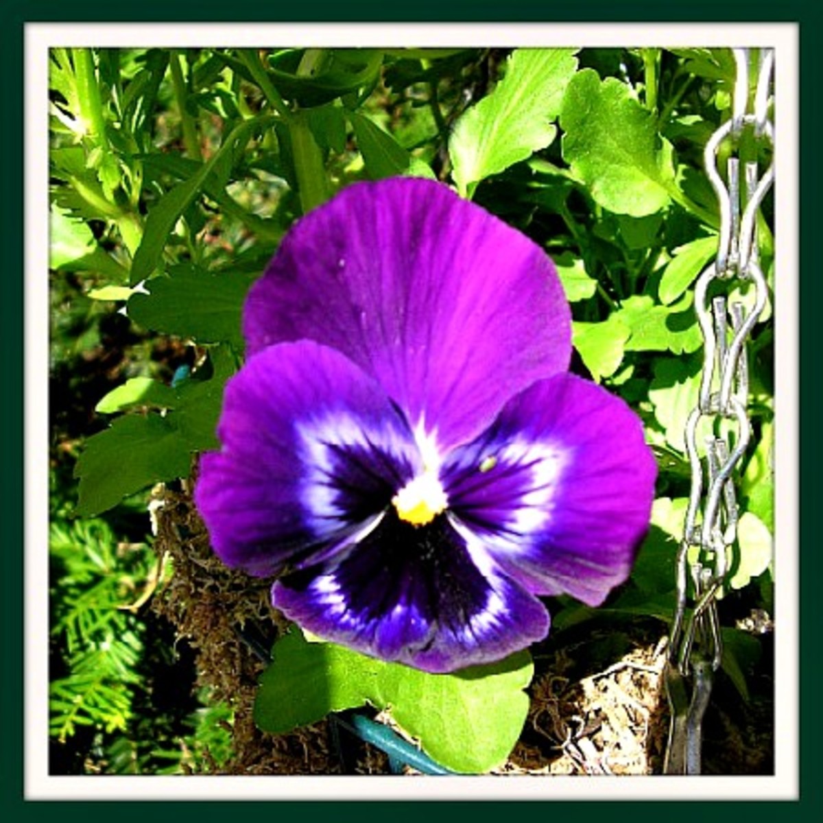 Beautiful & Delicious Pansy Flower Recipes HubPages