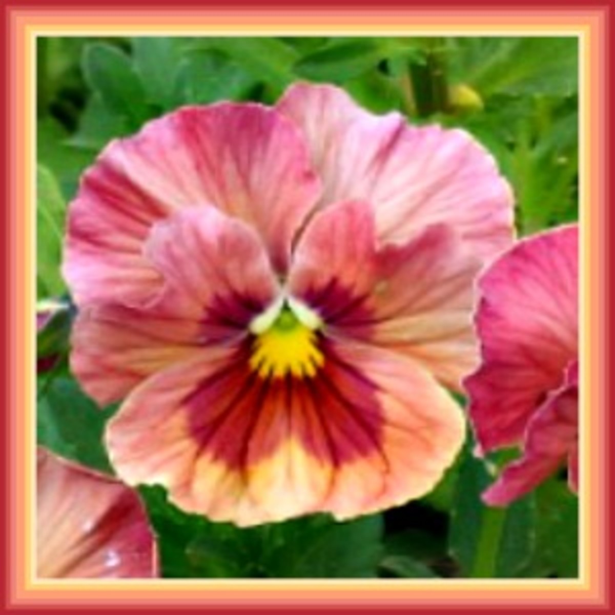 Beautiful & Delicious Pansy Flower Recipes HubPages