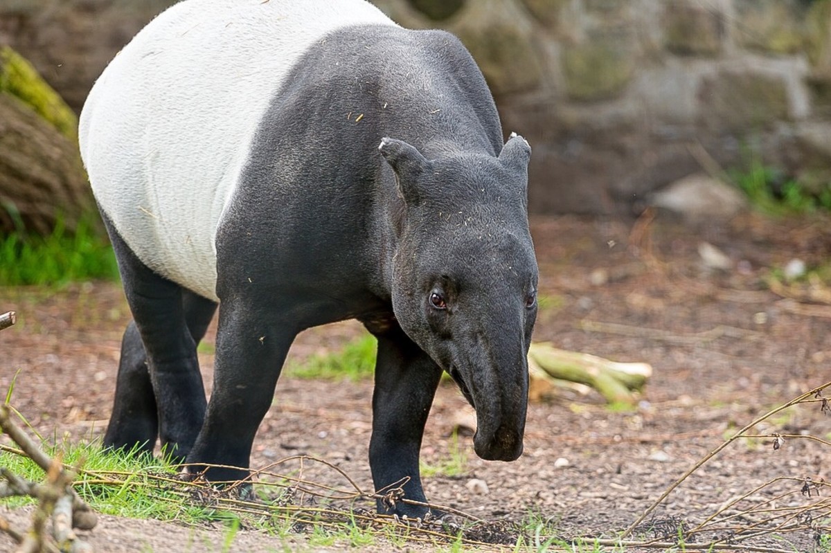 The Endangered Malayan Tapir (Tapirus indicus) Facts and Photos