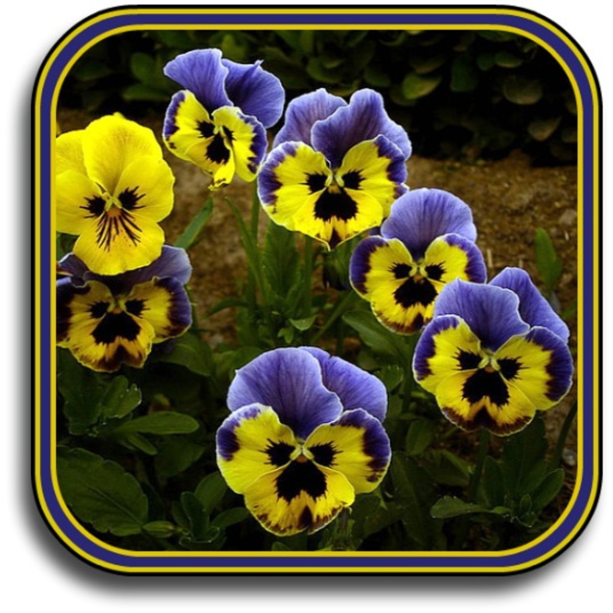 Beautiful & Delicious Pansy Flower Recipes HubPages