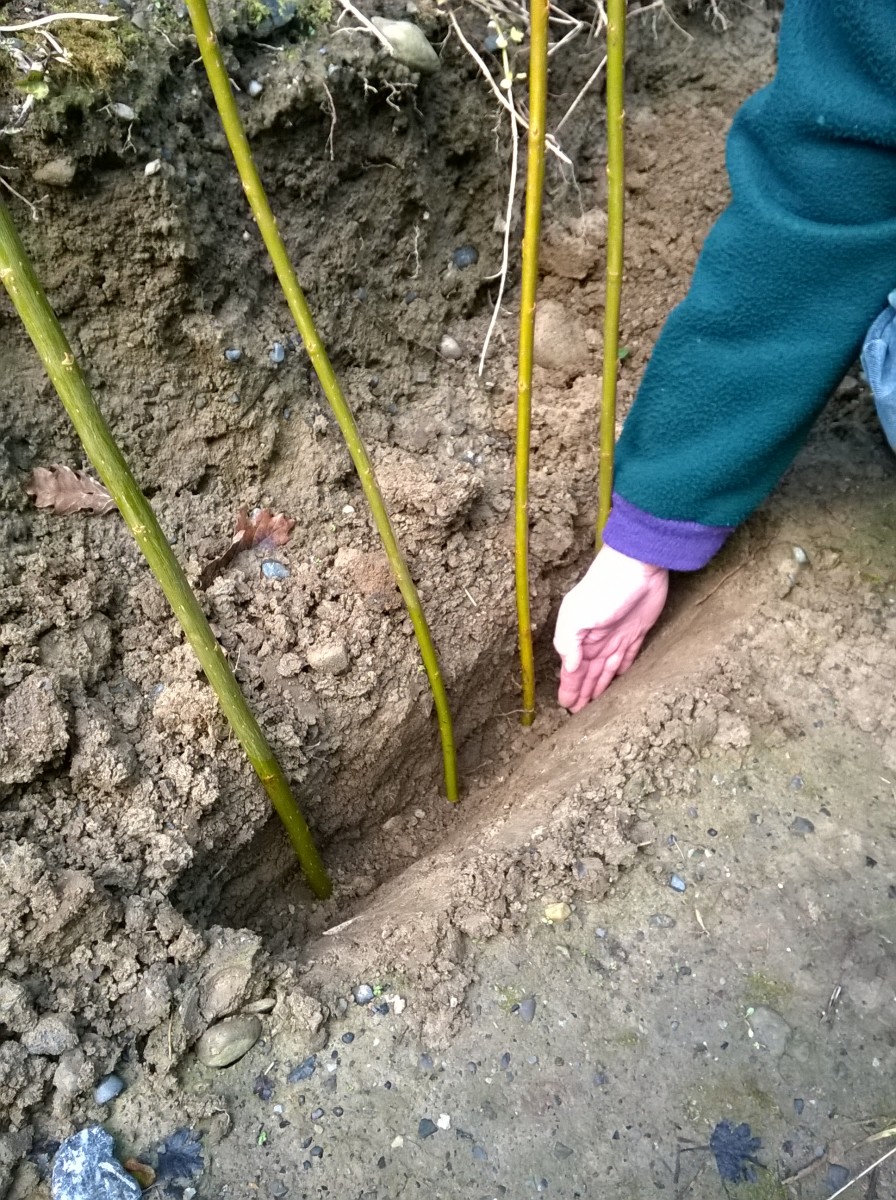 How to Grow Willow From Cuttings Dengarden