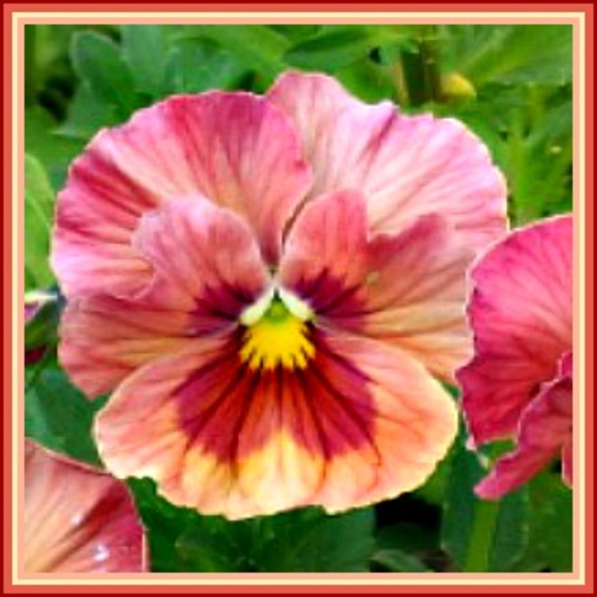 How to Plant a Pansy Flower Hanging Basket HubPages