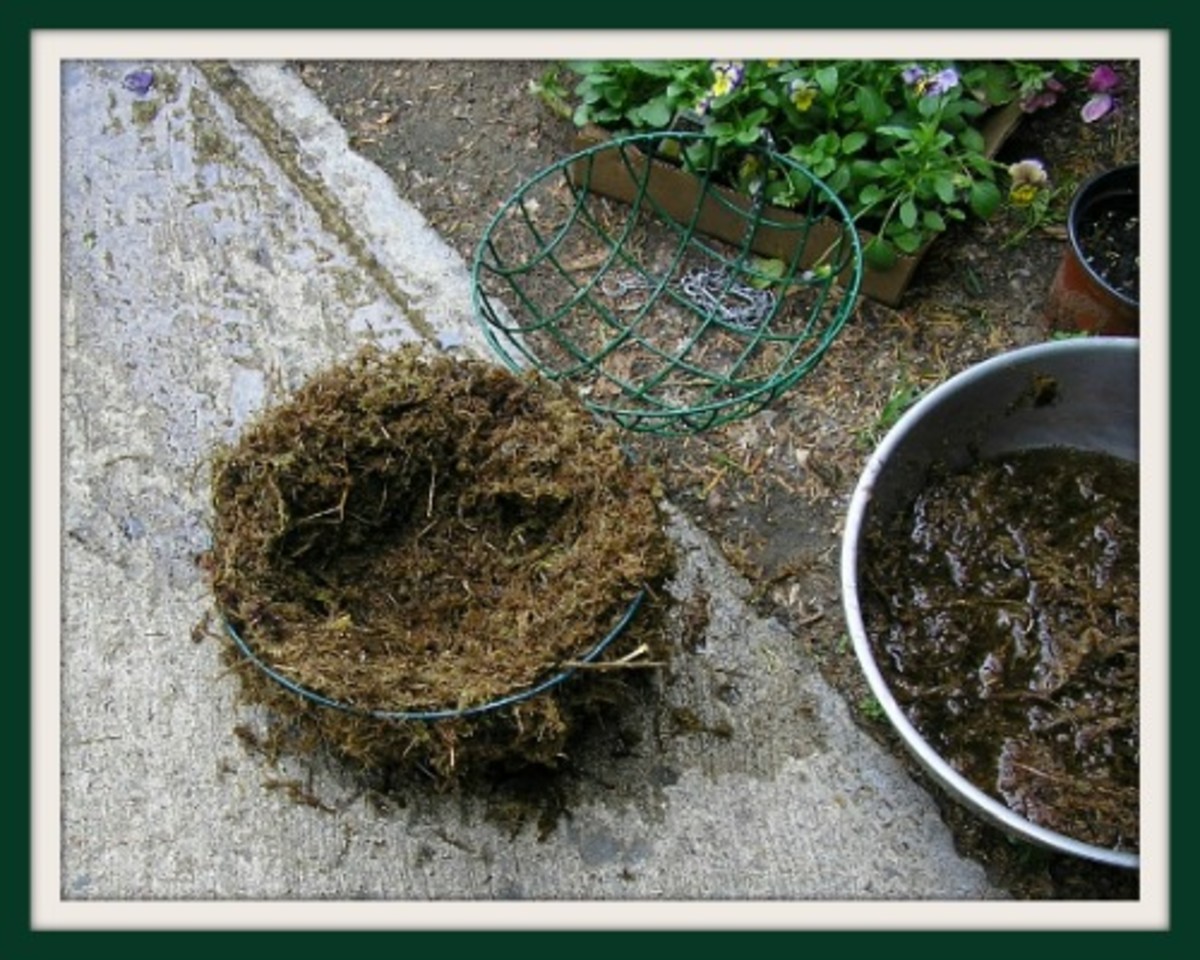 How to Plant a Pansy Flower Hanging Basket HubPages