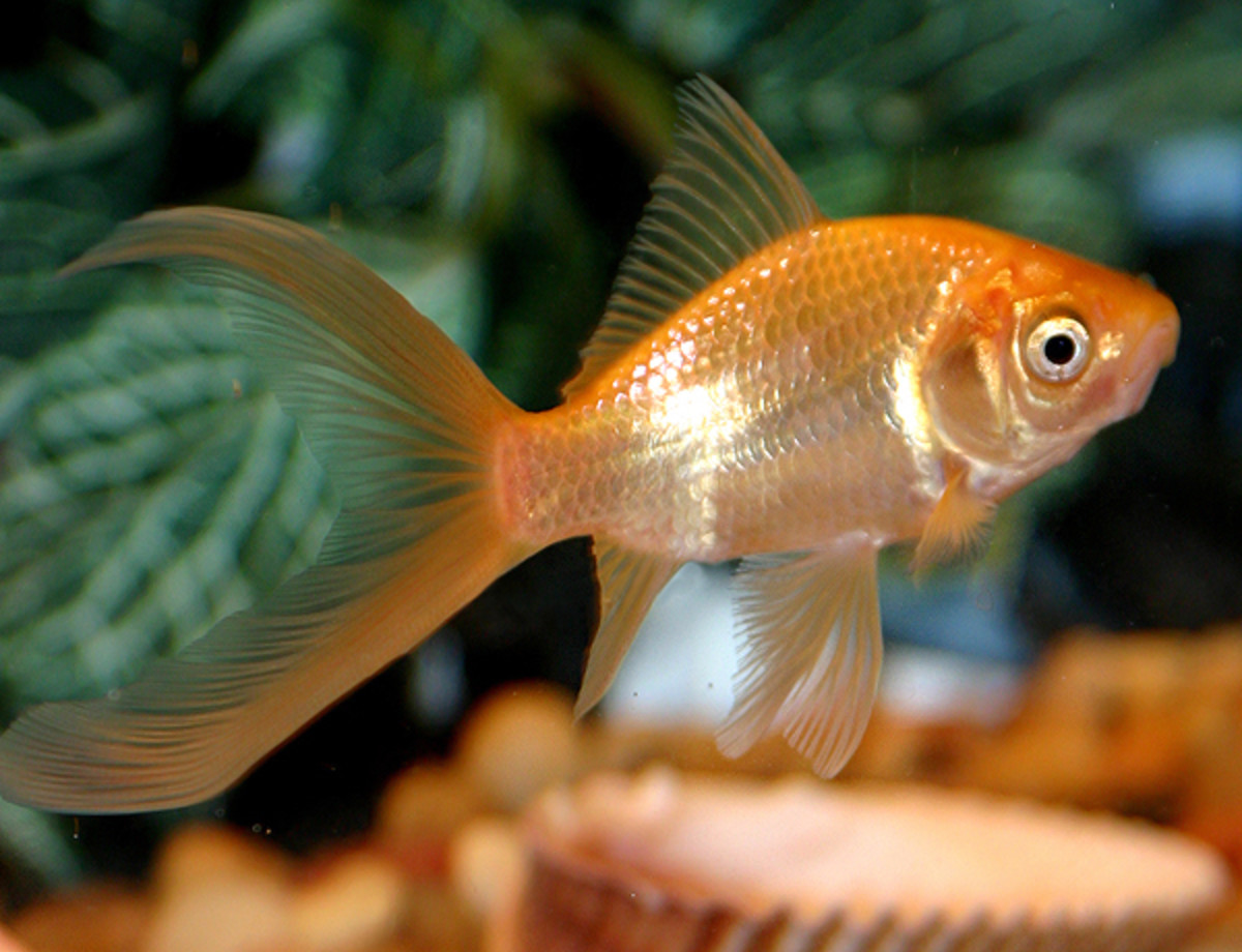 Goldfish vs. Betta Fish Care and Facts PetHelpful