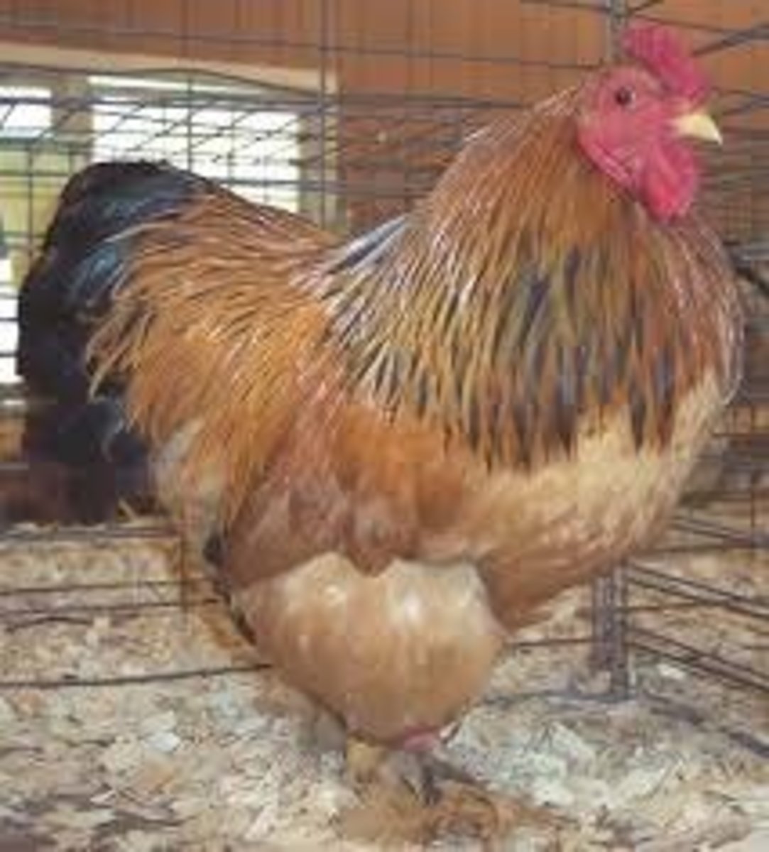 The Best 10 DualPurpose Chicken Breeds For Eggs And Meat HubPages