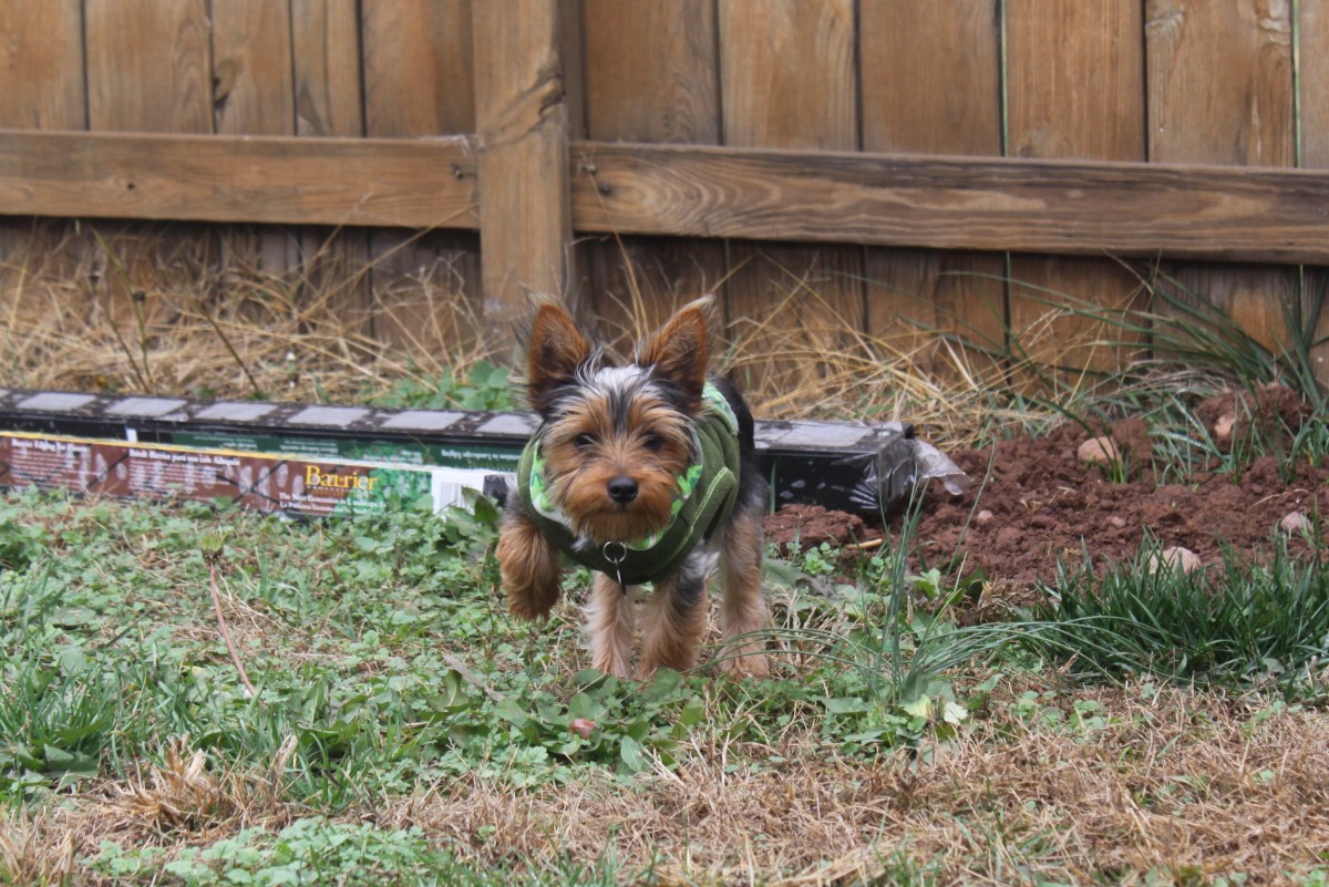 Fence Ideas for Dog Owners PetHelpful