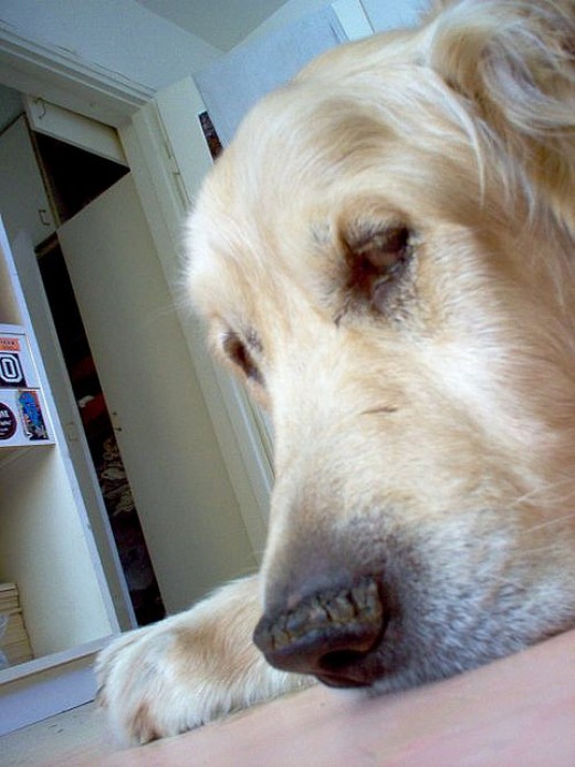 4 Things to Do If Your Dog Is Vomiting PetHelpful