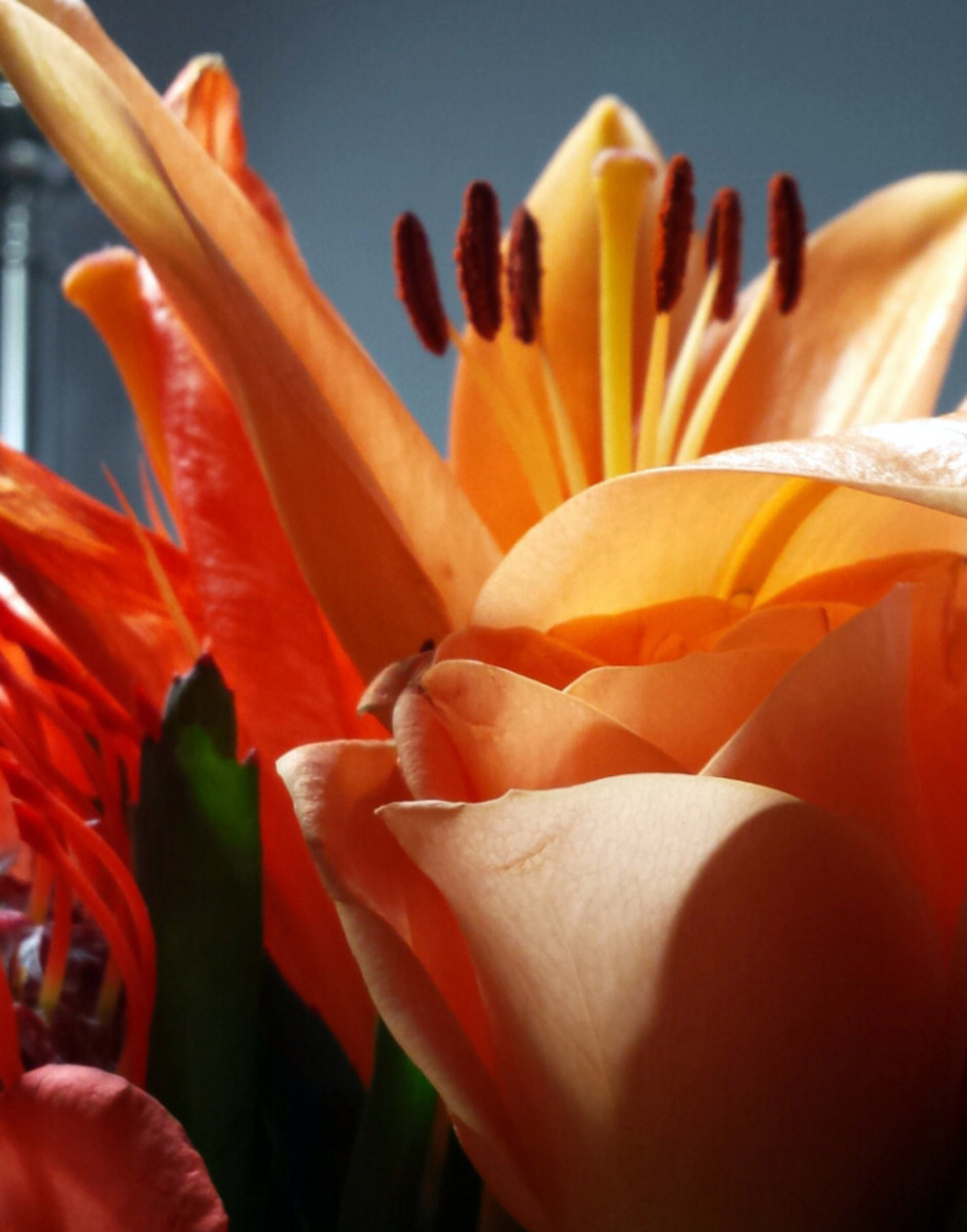 Incredible Edible Flowers Dengarden