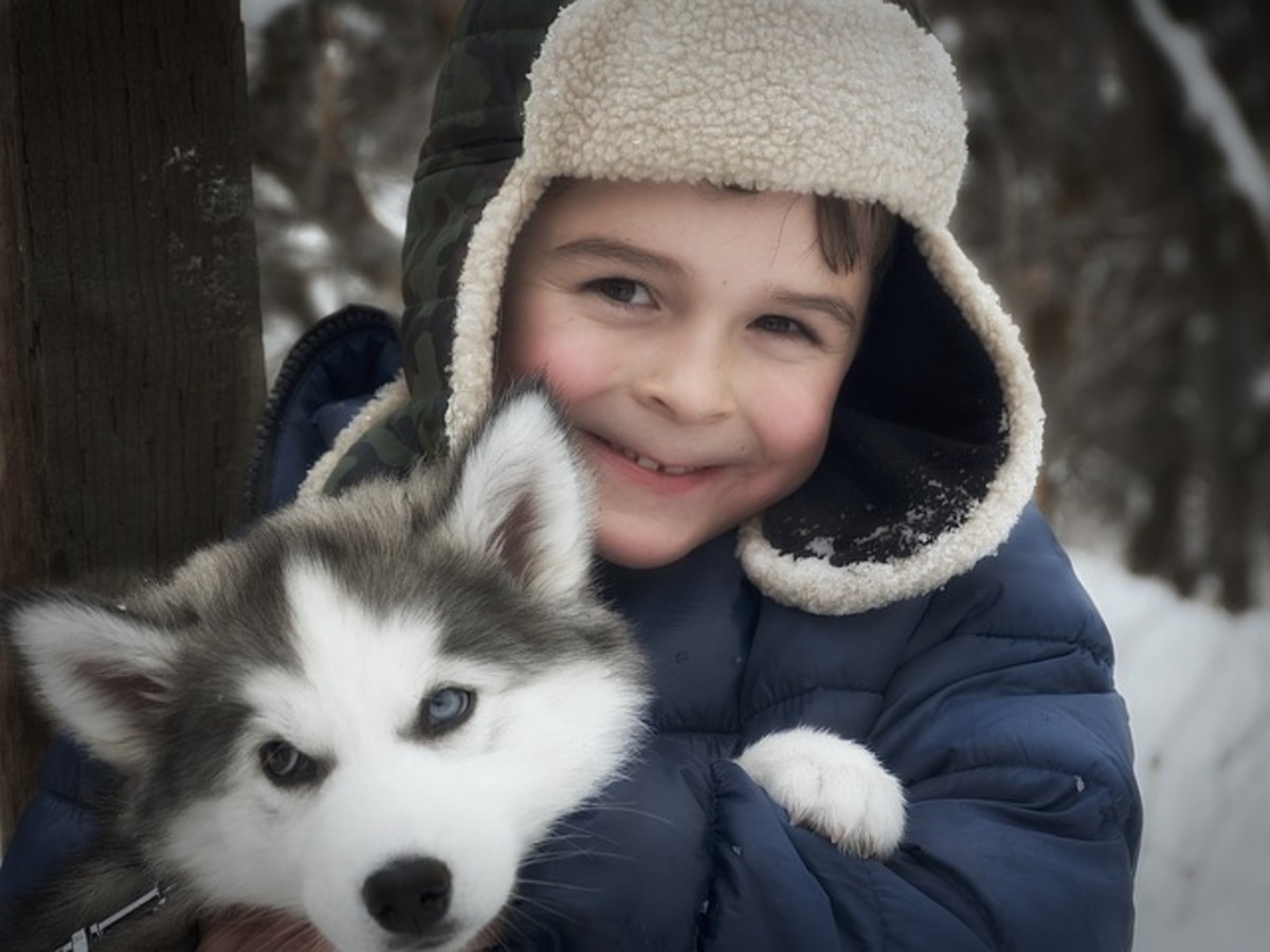 Best Reasons to Get a Siberian Husky PetHelpful