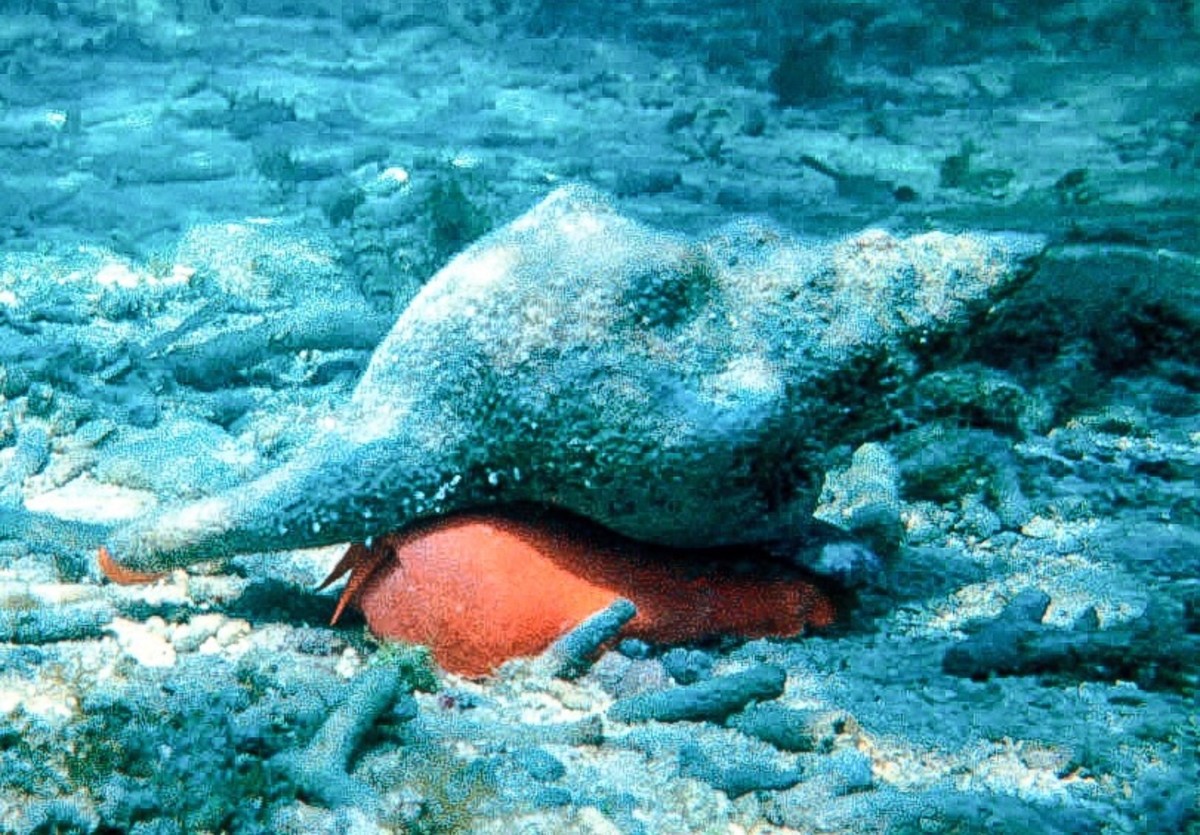 Conch Shells as Musical Instruments and in Living Sea Snails Spinditty