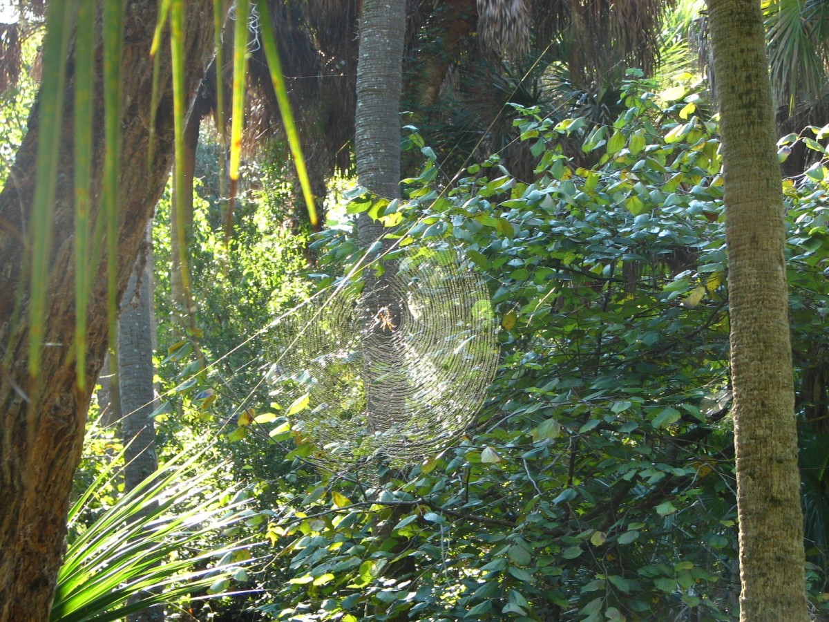 6 Biggest Spiders in Florida Owlcation