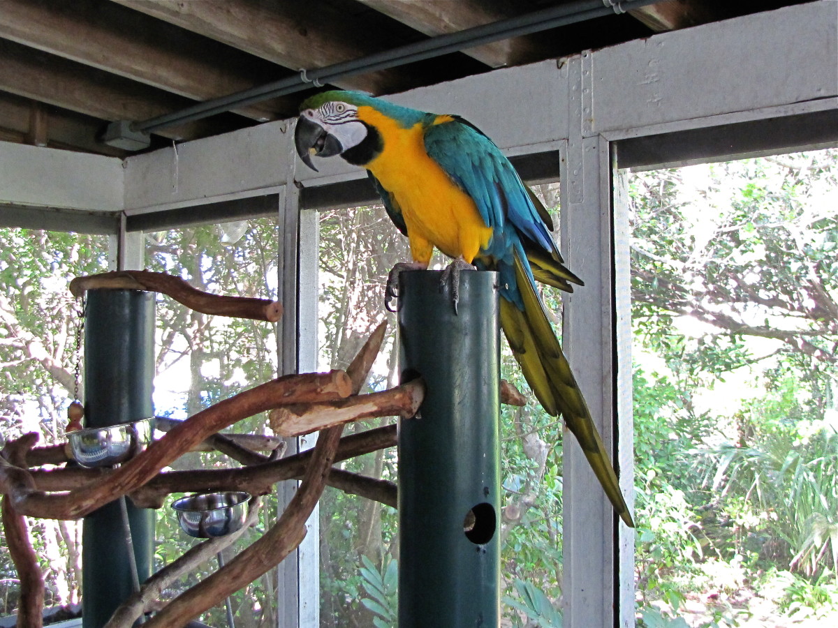 Visiting the Sandoway House Nature Center in Delray Beach, Florida