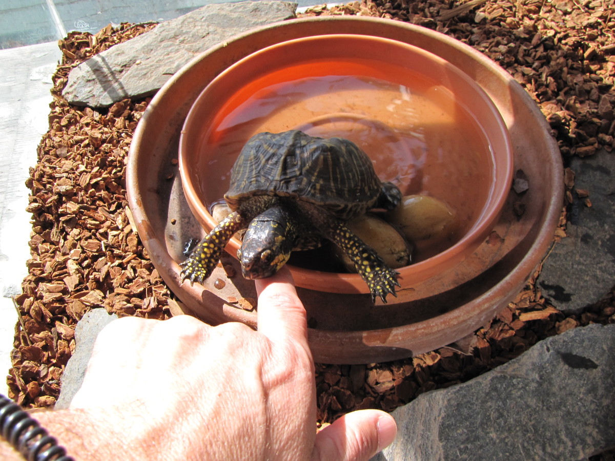 Visiting the Sandoway House Nature Center in Delray Beach, Florida
