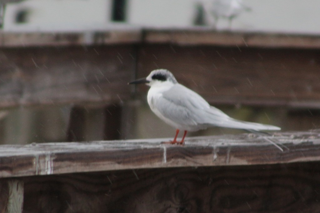 How Do Birds Handle Weather? Wet, Cold and Heat HubPages