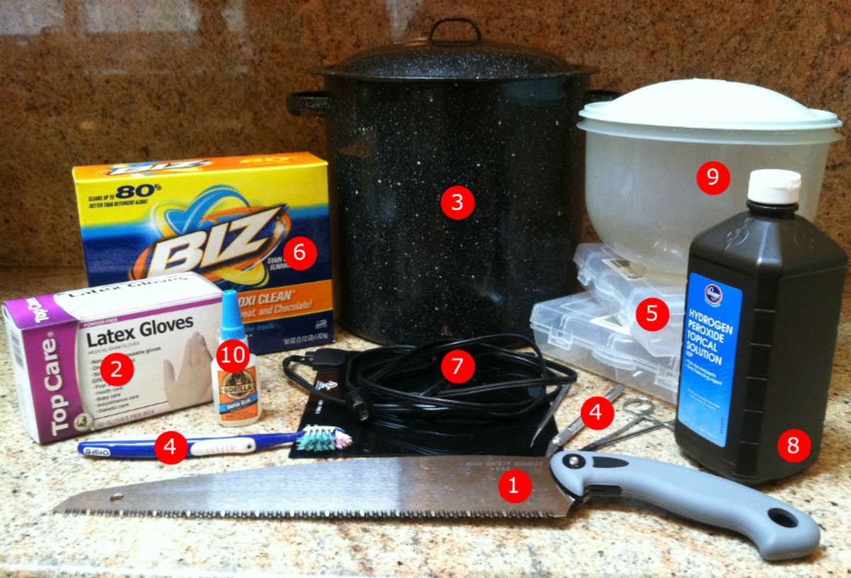 How To Clean A Skull HubPages