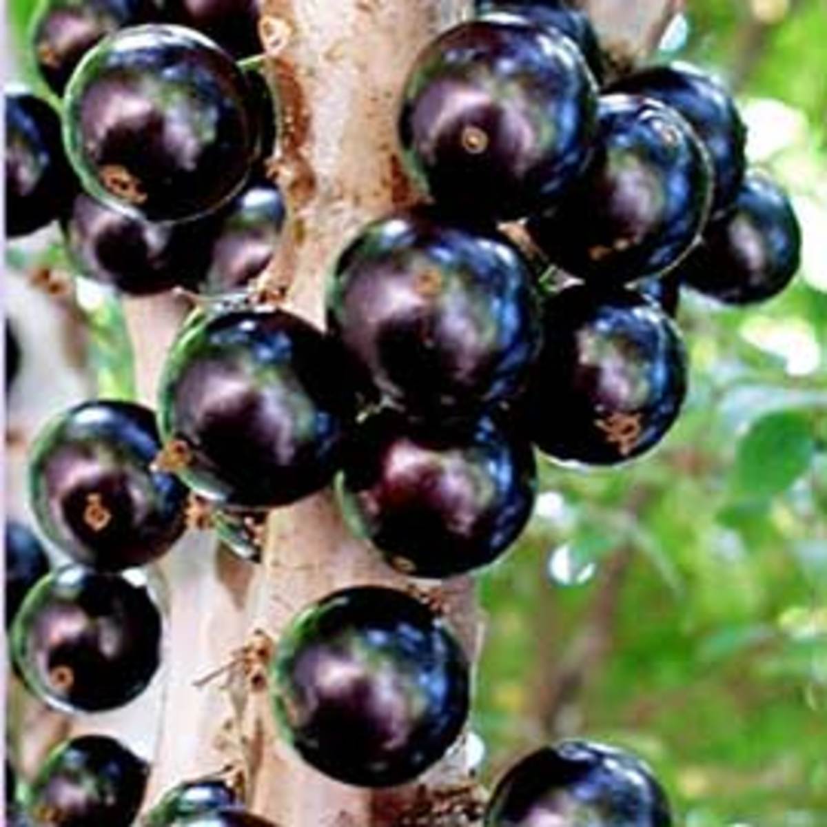 Fruits of Hawaii HubPages