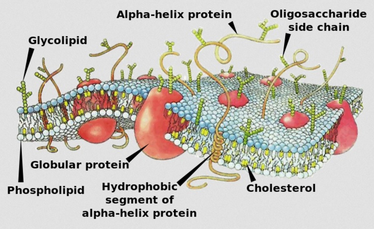 Biology for Kids The Movement of Substances in and out of Cells hubpages