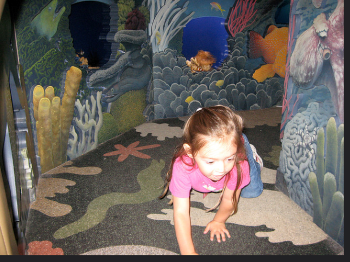 Monterey Bay Aquarium A HandsOn Experience for Kids HubPages