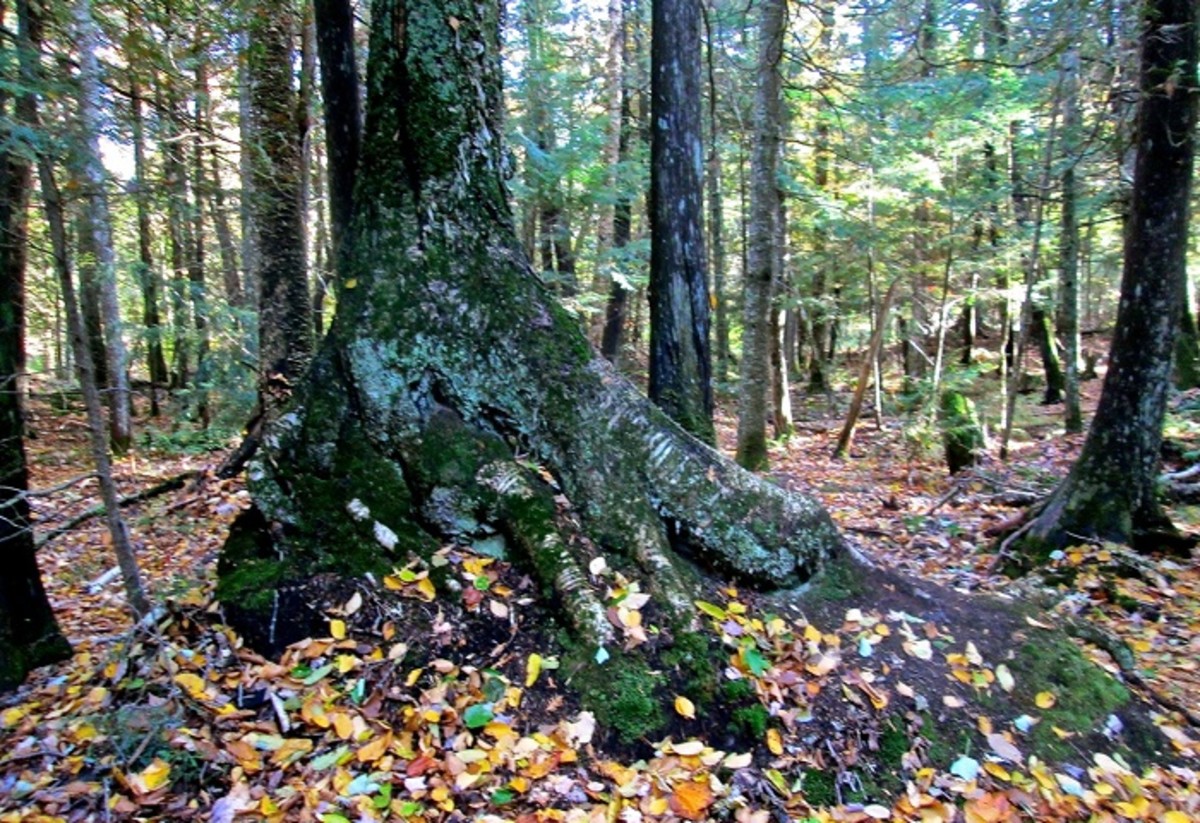 Native American Frog Bay Tribal National Park Travel Wisconsin HubPages
