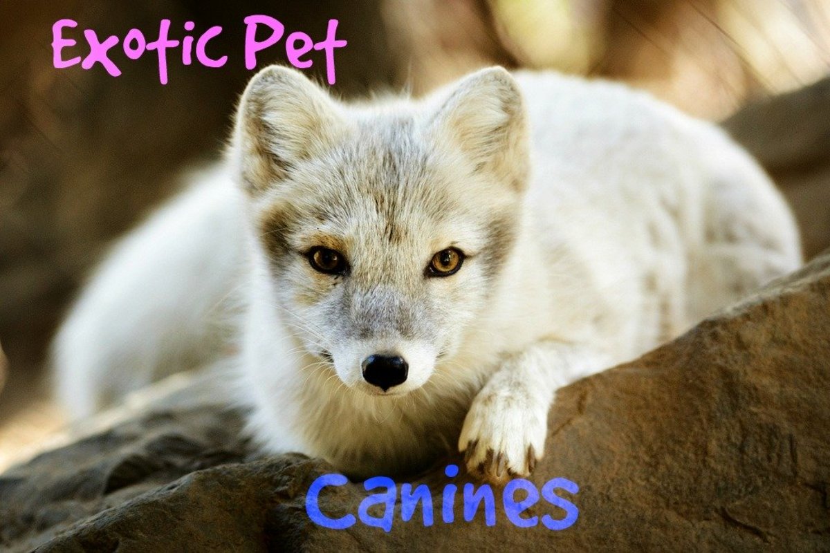 3 of the Best Small Exotic Pets to Own PetHelpful