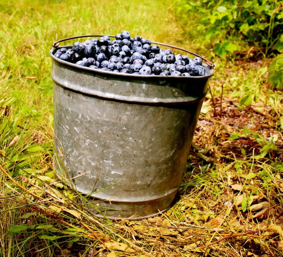 Blueberries for Sal Unit Study HubPages