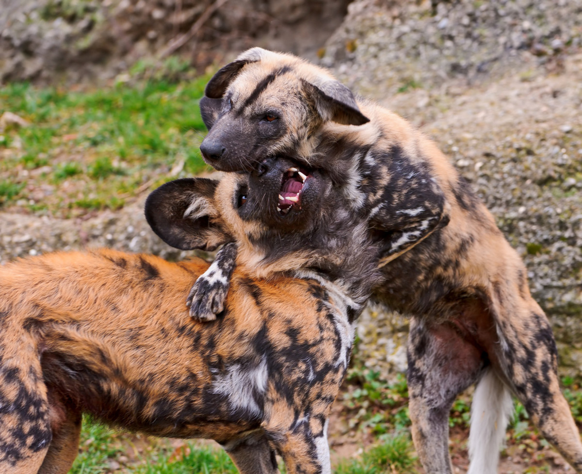 6 Legal Wild Dogs (NonDomesticated) That Are Kept as Pets PetHelpful