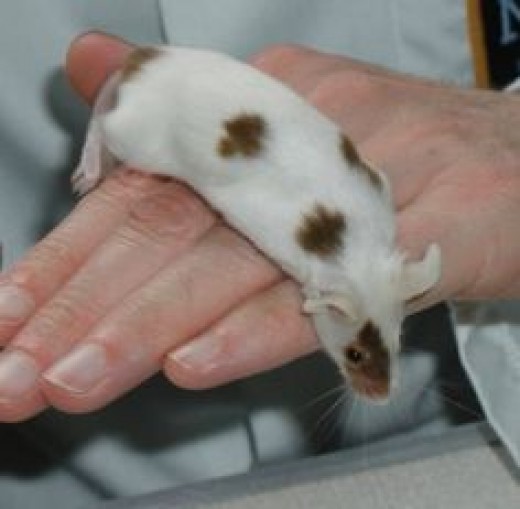 The Complete Guide to Pet Mice PetHelpful