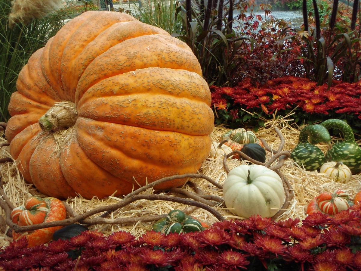 How to Grow Giant Pumpkins Dengarden