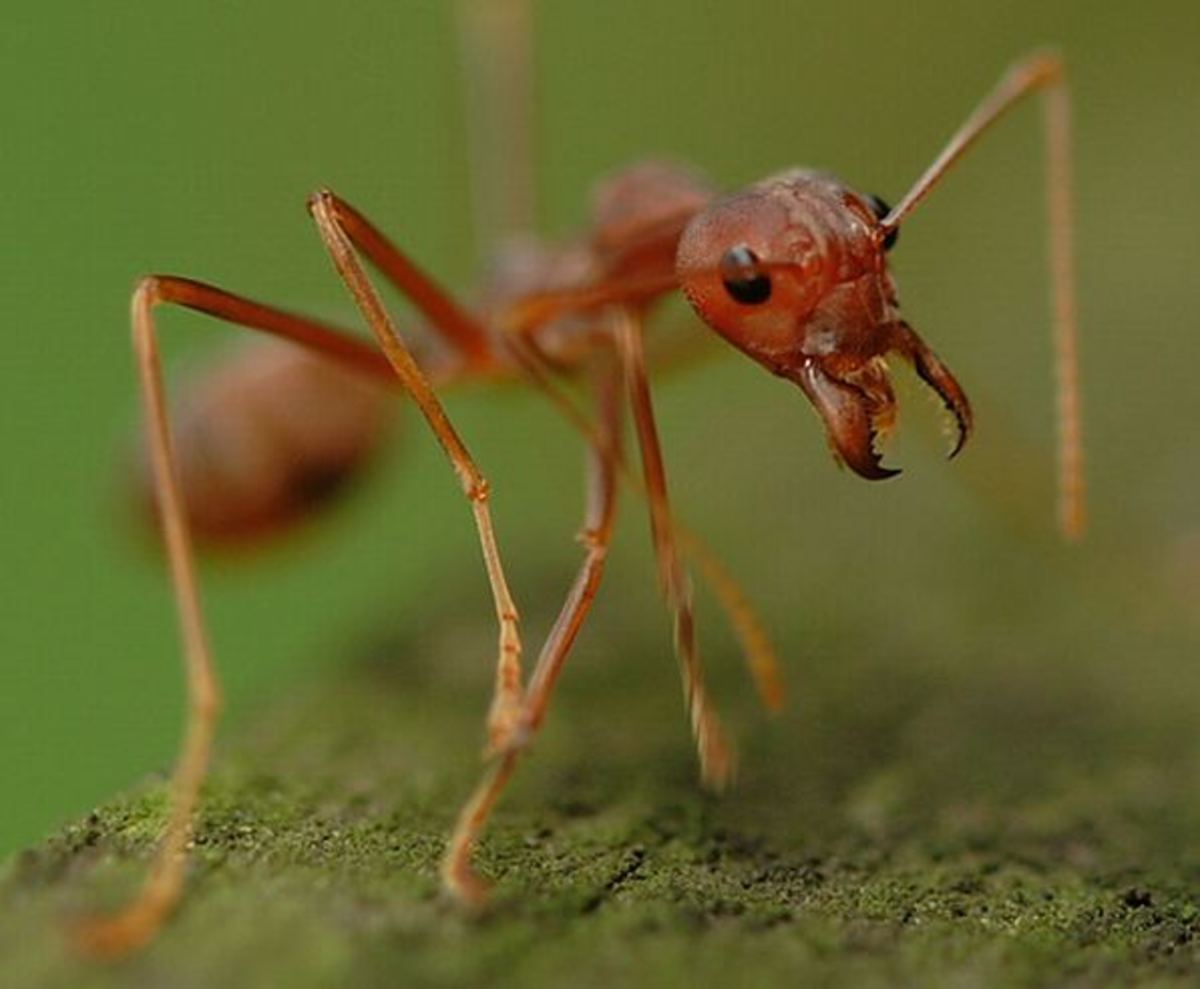 Natural Ways to Control or Exterminate Ants HubPages