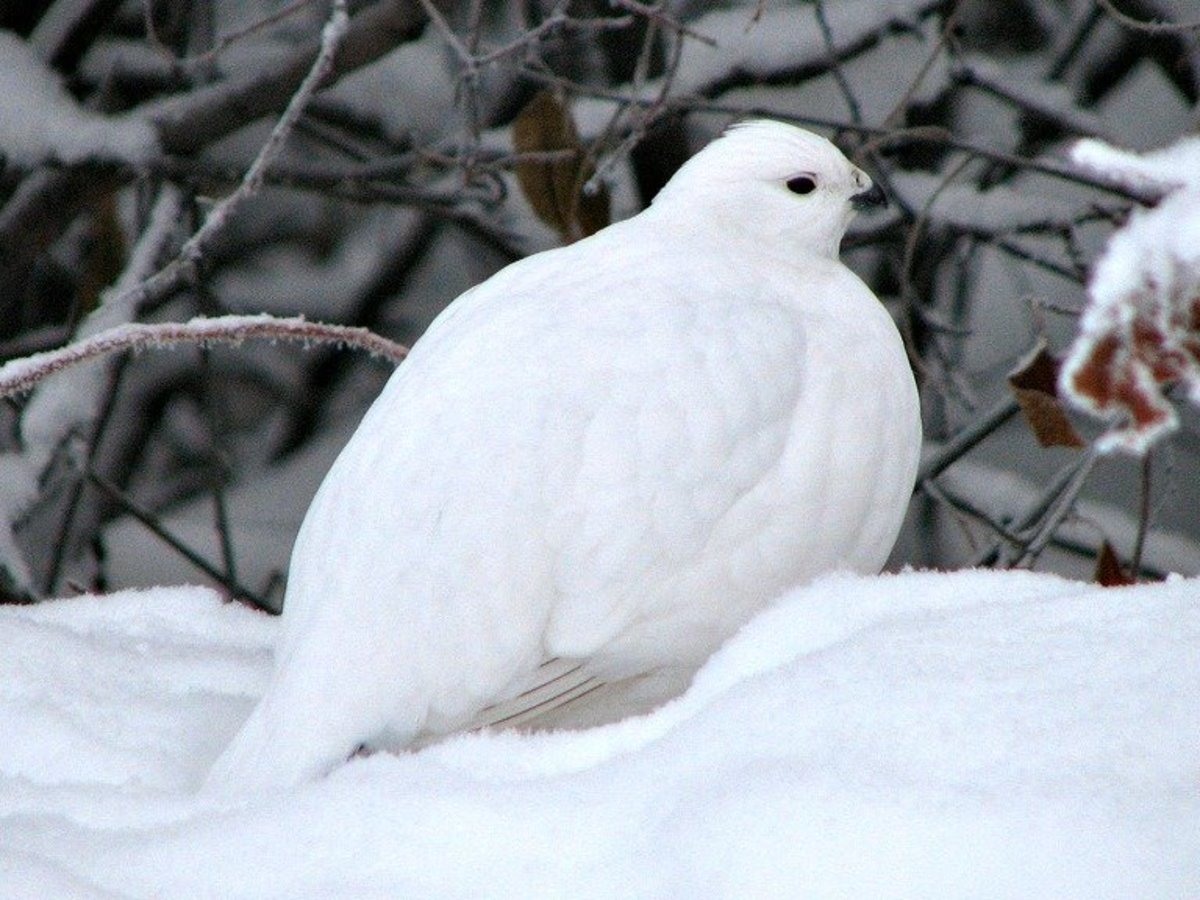 Rock Ptarmigan Bird of the Tundra HubPages