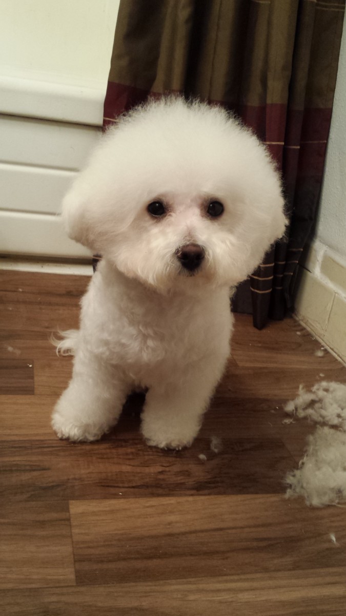 Grooming Your Bichon Frise PetHelpful