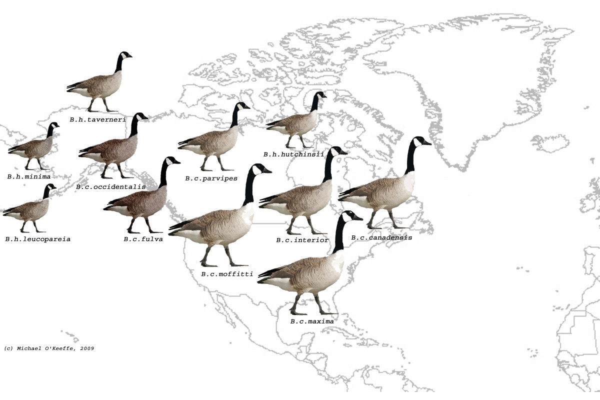Knowing Your Canada Geese, Big and Small HubPages