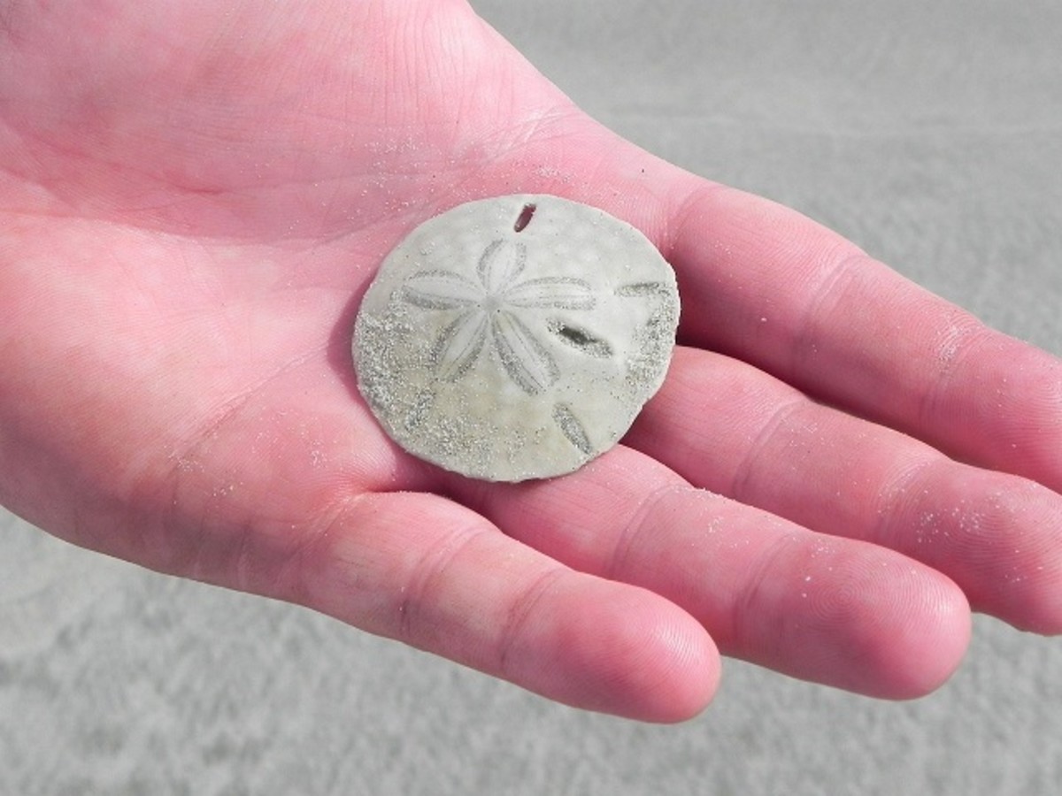 Live Sand Dollars in Costa Rica HubPages