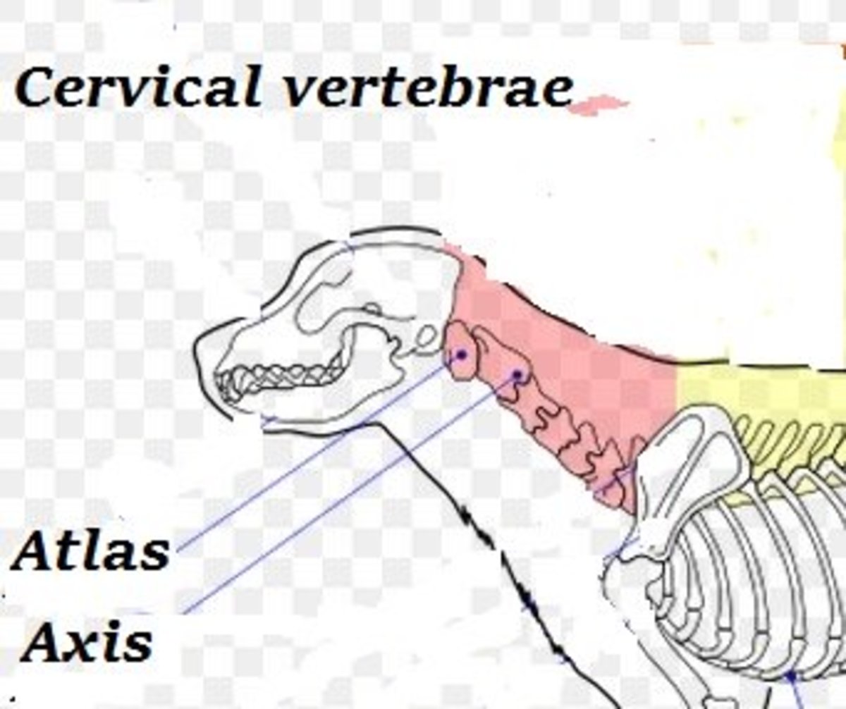 Symptoms of a Pinched Nerve in a Dog's Neck PetHelpful