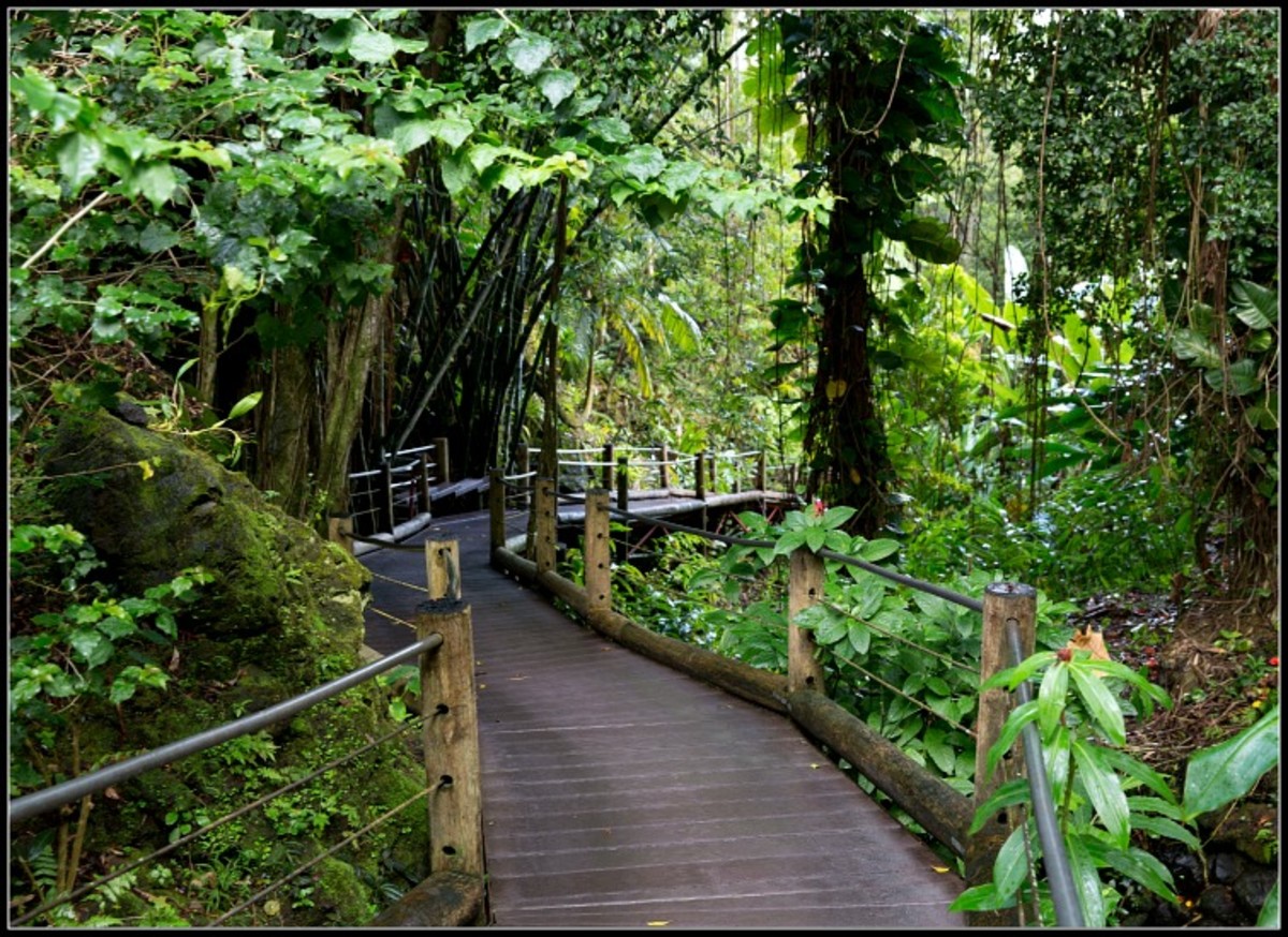 The Best Hawaii Botanical Gardens HubPages