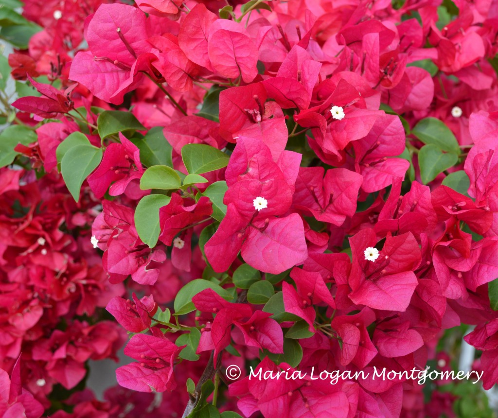 How to Care for Your Bougainvillea Dengarden