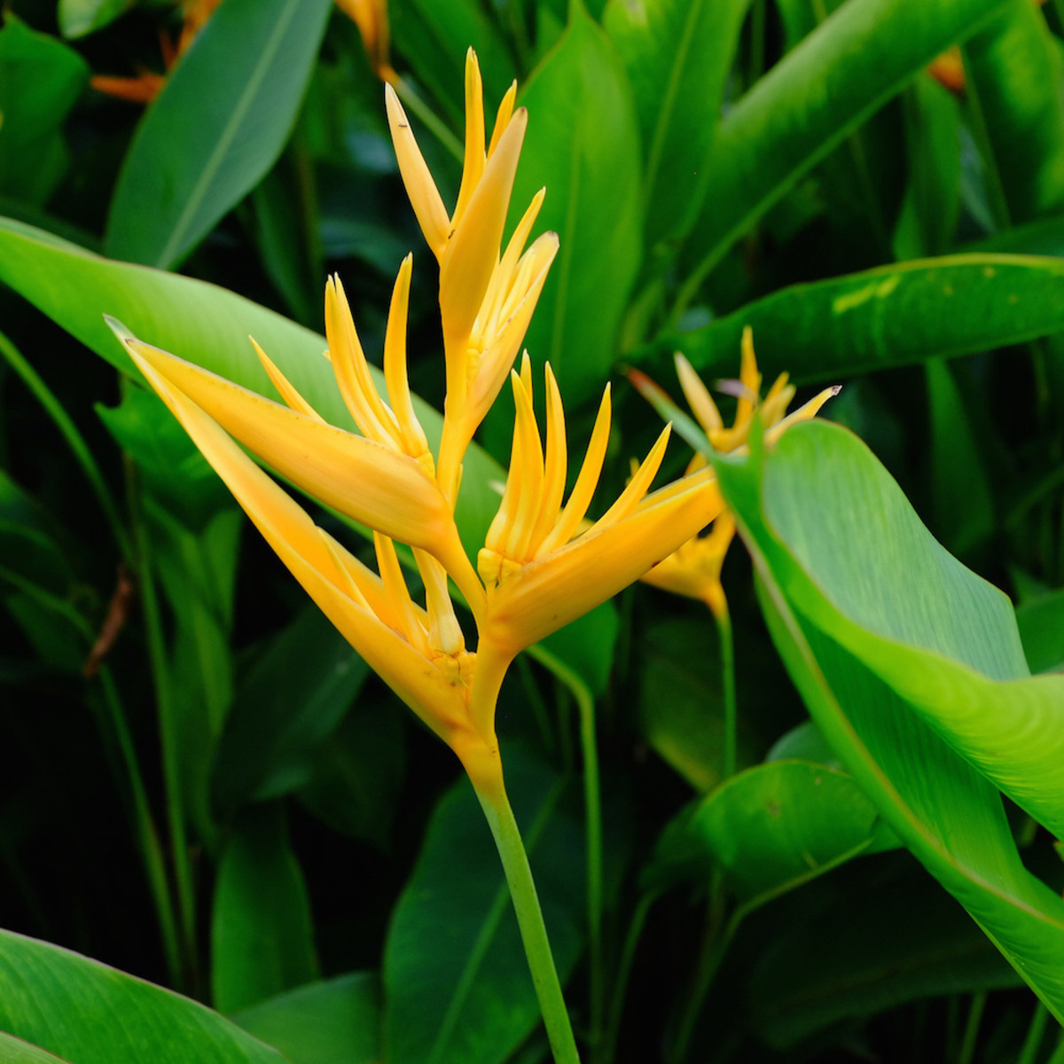 How To Grow Heliconias HubPages